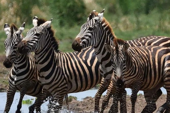 3-Day Safari to Ngorongoro, Tarangire & Lake Manyara NP - Day 3 Lake Manyara: Tree-Climbing Lions and Groundwater Forest Edge