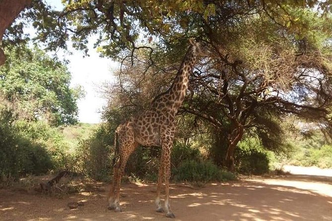 3-Day Safari to Ngorongoro, Tarangire & Lake Manyara NP - Guides, Timing, and the Small Things That Make Safari Feel Smooth