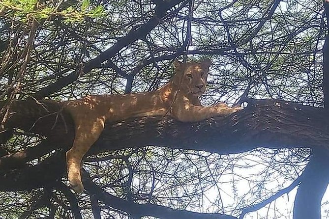 3-Day Safari to Ngorongoro, Tarangire & Lake Manyara NP - What This Tour Gives You, and What It Can Not Promise