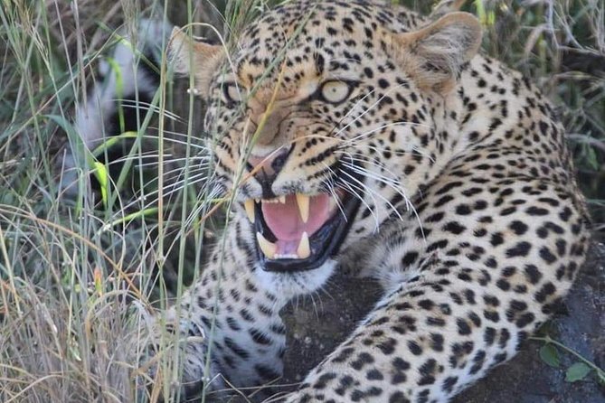 3-Day Safari to Ngorongoro, Tarangire & Lake Manyara NP - Who Should Book This 3-Day Safari, and Who Might Prefer More Time