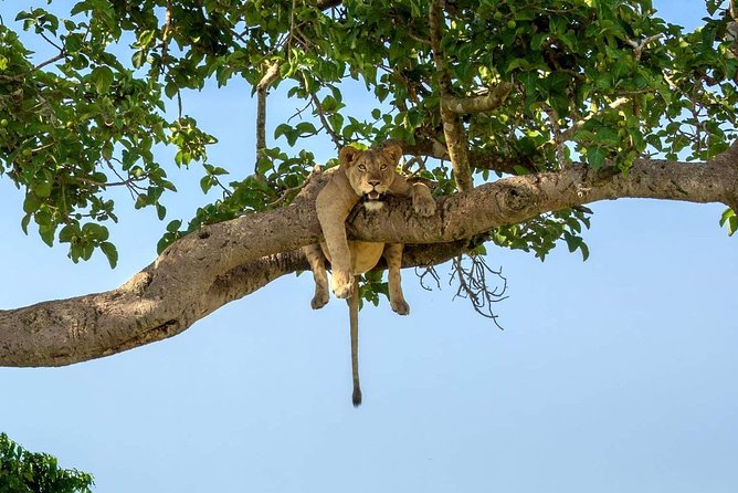 3-Day Safari to Ngorongoro, Tarangire & Lake Manyara NP - Day 1 Tarangire: Baobabs, Elephants, and Birdlife Moments