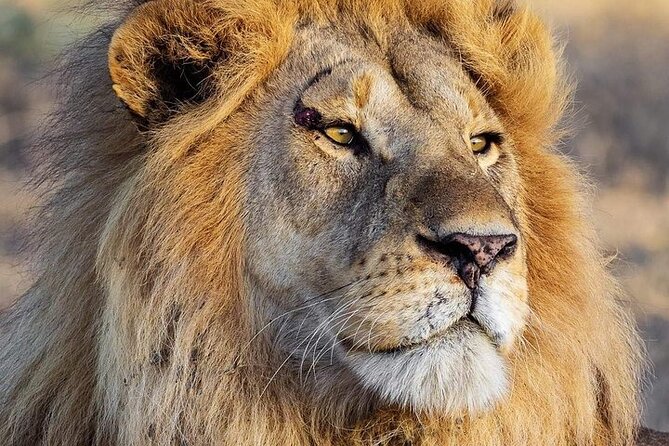 3 Day Safari to Serengeti National Park and Ngorongoro Crater - Key highlights at a glance