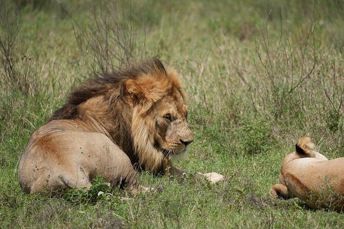 3 Day Safari to Serengeti National Park and Ngorongoro Crater - Day 2: Morning Serengeti Viewing, Then the Push Toward Ngorongoro Rim Camping