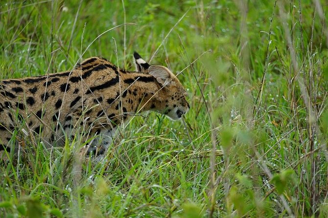 3 Day Safari to Serengeti National Park and Ngorongoro Crater - The Small Group Experience (Max 6) and Why It Matters
