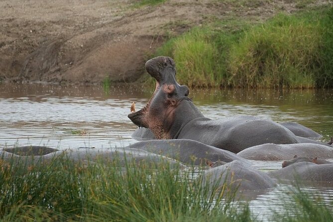 3 Day Safari to Serengeti National Park and Ngorongoro Crater - Camping Safari Reality Check: What to Expect and How to Prepare