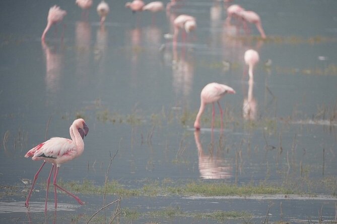 3 Day Safari to Serengeti National Park and Ngorongoro Crater - Organization and Local Support: The Human Side That Improves the Trip