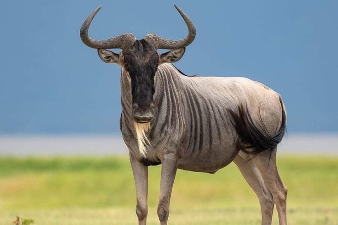 3 Day Safari to Serengeti National Park and Ngorongoro Crater - Price and What You Actually Get for $855