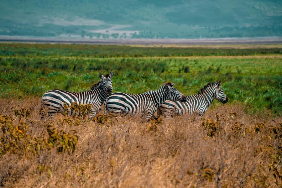 3-Day Safari to Serengeti & Ngorongoro + Balloon experience - Day 3: Half-day Ngorongoro Crater drive, tuned for Big Five odds