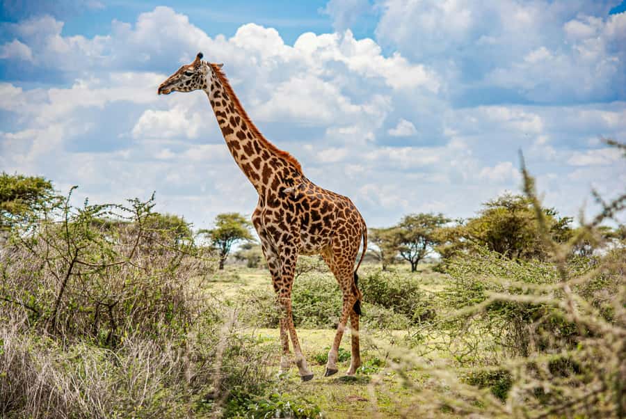 3-Day Safari to Serengeti & Ngorongoro + Balloon experience - What to pack (and what to leave at home)