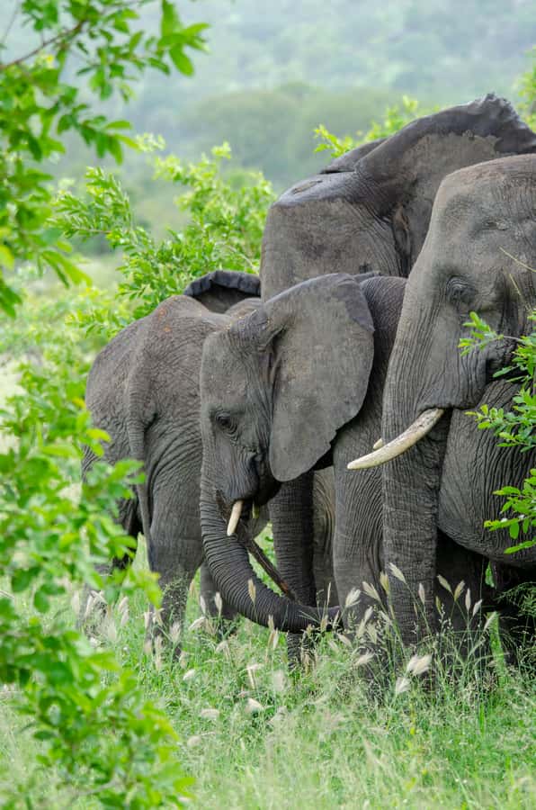 3-Day Safari to Serengeti & Ngorongoro + Balloon experience - Price and value: what $900 covers, and what could change