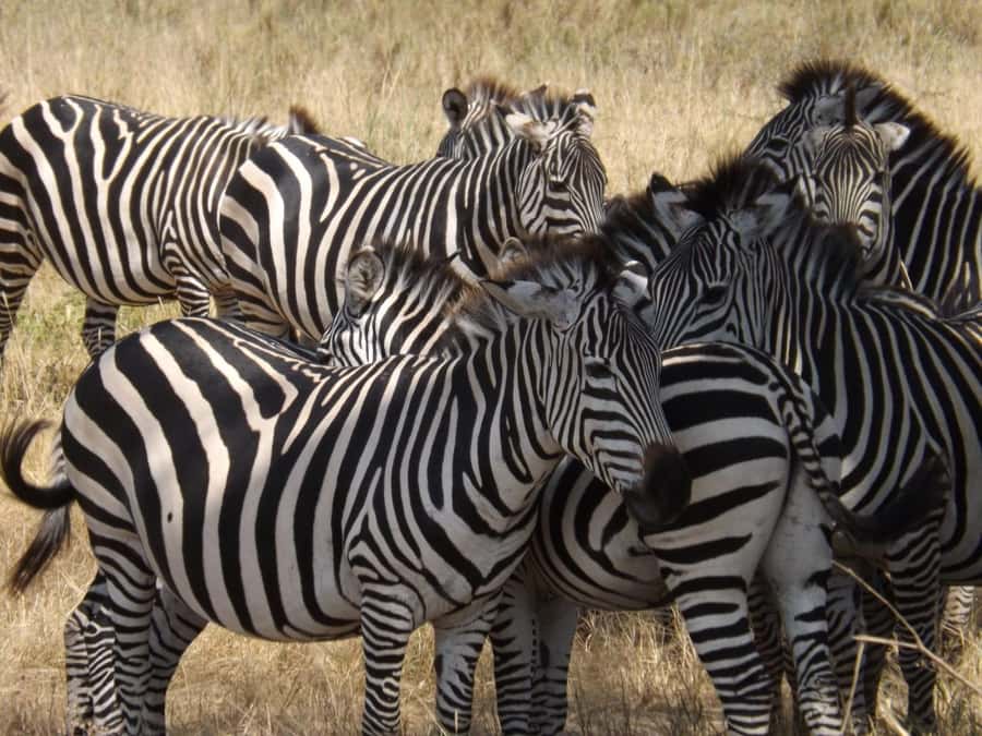 3-Day Safari to Serengeti & Ngorongoro + Balloon experience - Wildlife viewing tips that fit this exact route