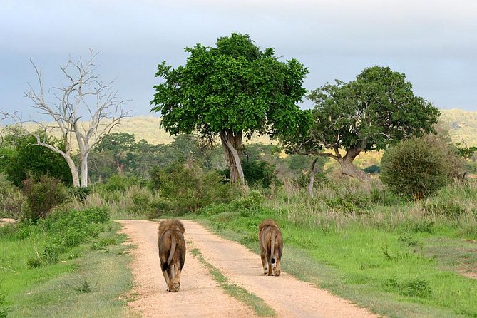 3-Day Safari Tour to Tarangire National Park, Lake Manyara National Park and Ngorongoro Crater from Arusha - Day 2: Lake Manyara National Park, lunch picnic and another evening drive