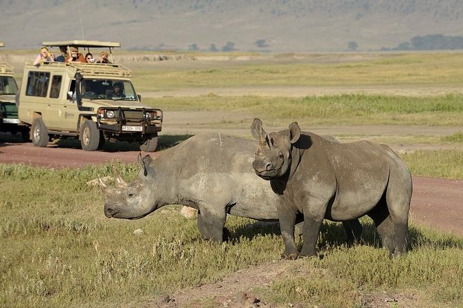 3-Day Safari Tour to Tarangire National Park, Lake Manyara National Park and Ngorongoro Crater from Arusha - The wildlife chances: what you can realistically hope to see