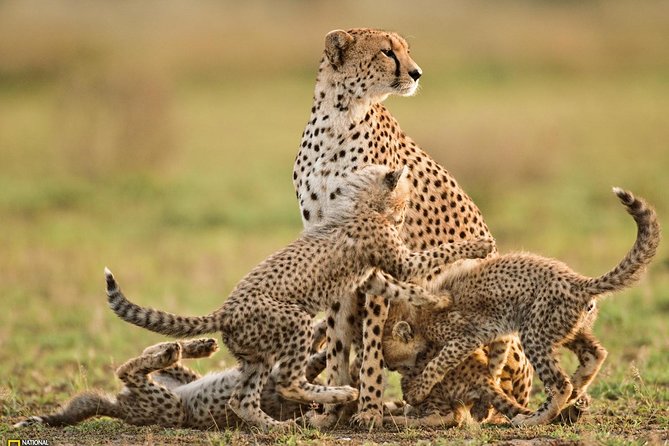 3-Day Safari Tour to Tarangire National Park, Lake Manyara National Park and Ngorongoro Crater from Arusha - Your guide matters more than you think