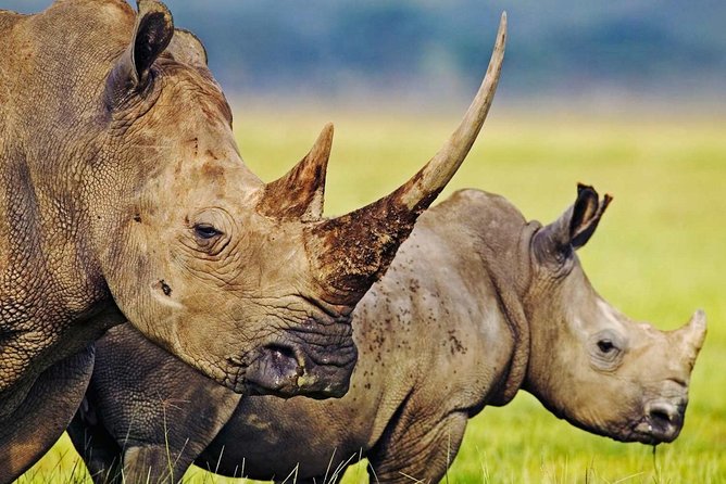 3-Day Safari Tour to Tarangire National Park, Lake Manyara National Park and Ngorongoro Crater from Arusha - Pop-up roof 4WD drives: the practical advantage