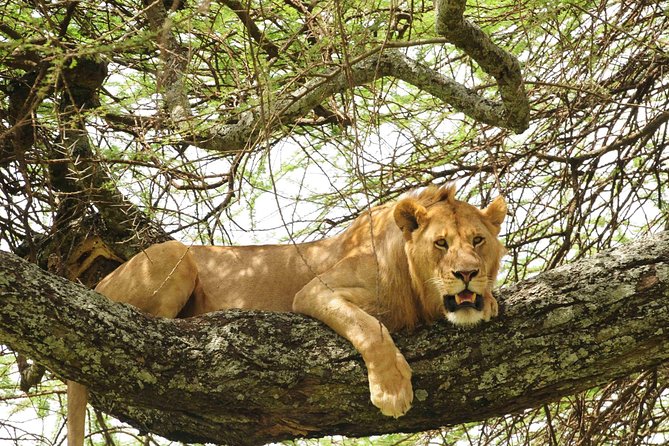 3-Day Safari Tour to Tarangire National Park, Lake Manyara National Park and Ngorongoro Crater from Arusha - Getting to Arusha and the early-start timing reality