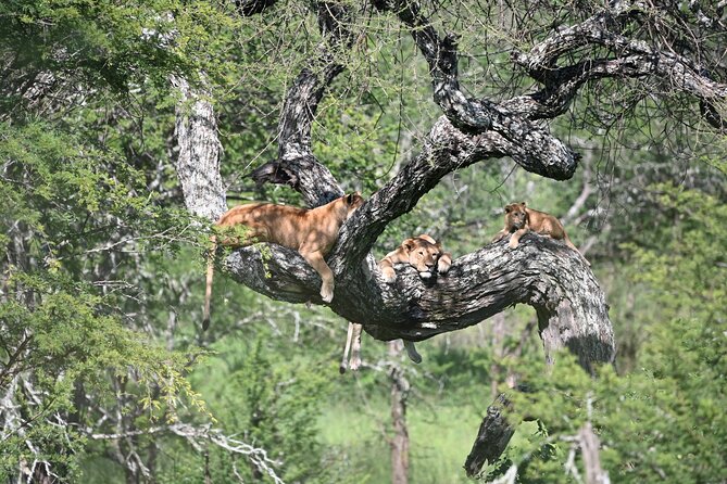 3 Day Sharing Safari - Manyara, Ngorongoro Crater and Tarangire National Parks - 3 Parks, 3 Moods: What This Safari Is Really Like
