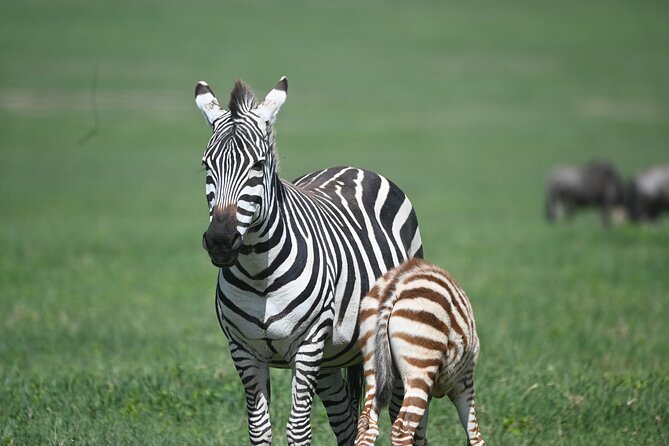 3 Day Sharing Safari - Manyara, Ngorongoro Crater and Tarangire National Parks - Price and Value: Is $870 Reasonable for 3 Days?