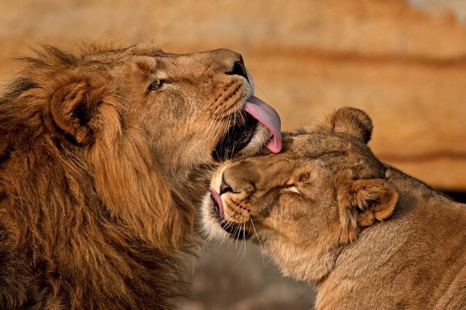 3 Day Sharing Safari - Manyara, Ngorongoro Crater and Tarangire National Parks - About the People Running It: Guides and Family-Friendly Help