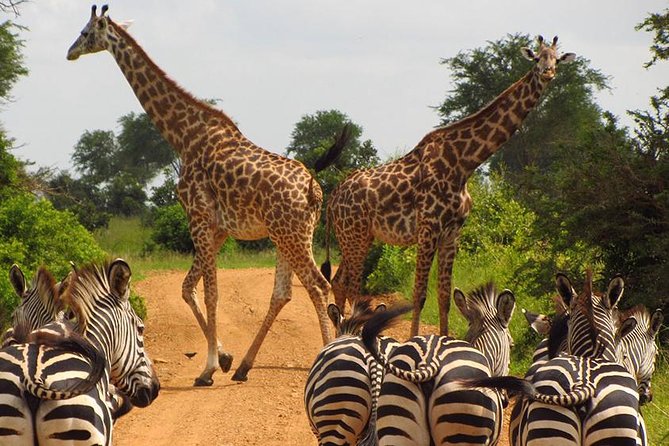 3 Day Tanzania Luxury Safari - A Luxury 3-Day Tanzania Safari That Packs Real Wildlife Time