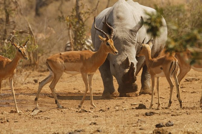 3 Day Tanzania Luxury Safari - Day 3 Ngorongoro Crater: The 600-Meter Descent and Predator Odds