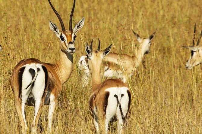 3 Day Tanzania Luxury Safari - Luxury Lodges and Meals: What Included Comfort Really Means