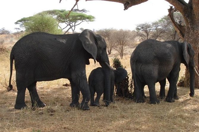 3 Day Tanzania Luxury Safari - The Guides: Your Best Shot at Better Sightings