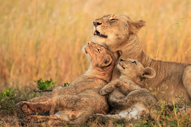 3 Day Tanzania Luxury Safari - Who This Safari Suits Best