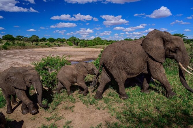 3-Day Tarangire, Lake Manyara and Ngorongoro - Day 2: Ngorongoro Conservation Area, Crater Floor Wildlife and a Long Game Drive