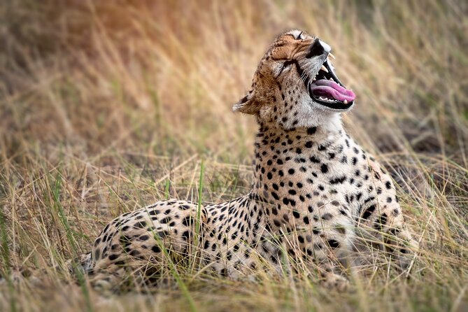3-Day Tarangire, Lake Manyara and Ngorongoro - Lake Manyara’s Birdwatching and the Tree-Climbing Lions Mission