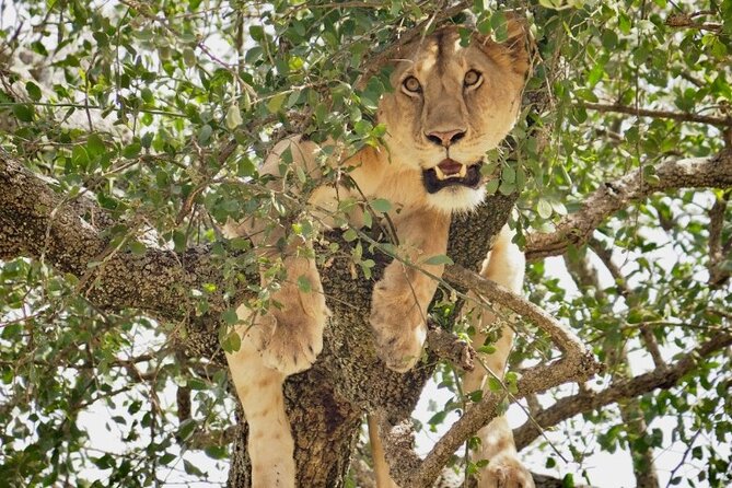 3-Day Tarangire, Lake Manyara and Ngorongoro - Night One at Africa Safari Glamping Campsite, Plus What Camping Really Means