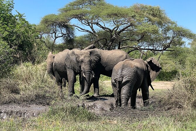 3-Day Tarangire, Ngorongoro and Lake Manyara Camping Safari - Timing, drive days, and how to stay comfortable in the long haul