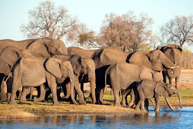3-Day Tarangire, Ngorongoro and Lake Manyara Camping Safari - Day 2 in Ngorongoro: the crater descent and Big Five odds