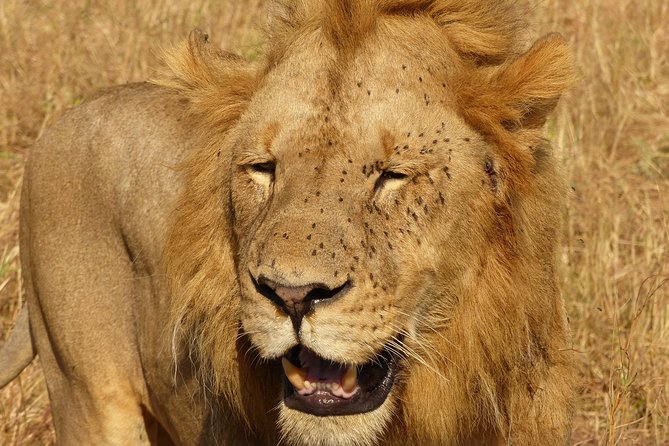 3 Day - Tarangire, Ngorongoro Crater Lake Manyara- Mid - Range - Why Tarangire, Ngorongoro, and Lake Manyara fit a 3-day plan