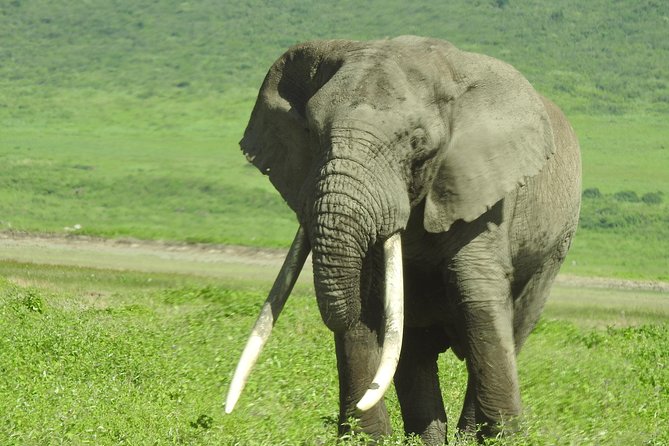 3 Day - Tarangire, Ngorongoro Crater Lake Manyara- Mid - Range - Price and value: what you get for $1,350 per person