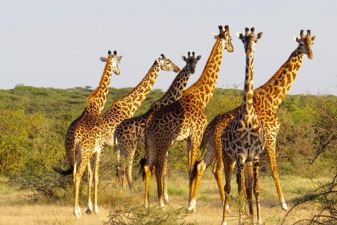 3 Day - Tarangire, Ngorongoro Crater Lake Manyara- Mid - Range - How to prepare for early mornings and long safari days