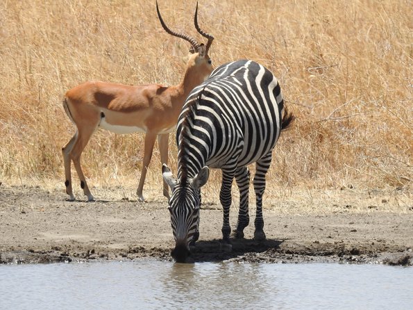 3 Day - Tarangire, Ngorongoro Crater Lake Manyara- Mid - Range - Should you book this Tarangire, Ngorongoro, Lake Manyara safari?