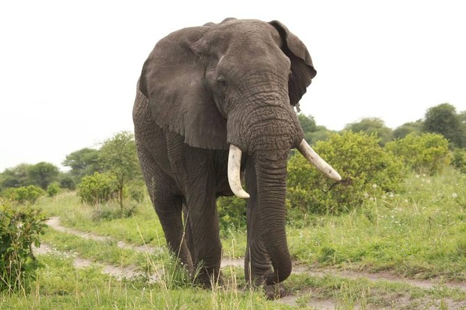 3-Day Tarangire, Ngorongoro Crater, Manyara Park - How This 3-Day Northern Circuit Works from Arusha