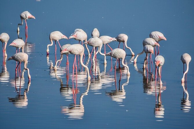 3-Day Tarangire, Ngorongoro Crater, Manyara Park - Day 3 in Lake Manyara: Tree-Climbing Lions and Birding Built In