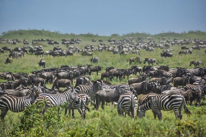 3-Day Tarangire, Ngorongoro Crater, Manyara Park - Timing, Comfort, and the Pace You Should Expect