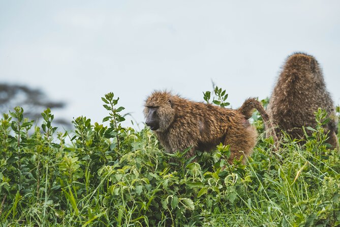3-Day Tarangire, Ngorongoro & Manyara Best Tour & Safari - Day 1 Tarangire National Park: Packed lunch, big herds, Rift Valley wall views