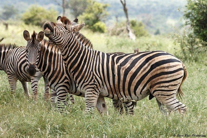 3-Day Tarangire NP, Manyara NP & Ngorongoro Crater - Timing, group size, and logistics you should plan around