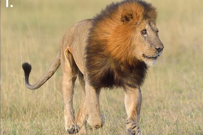 3-Day Tarangire NP, Manyara NP & Ngorongoro Crater - Price and value: does $830 make sense for 3 parks?
