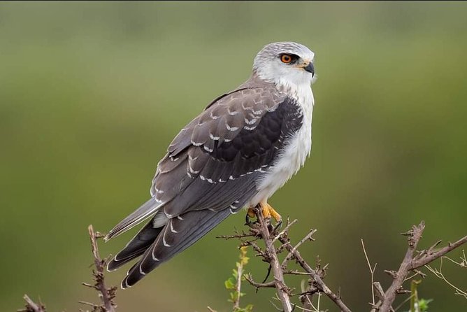 3-Day Tarangire NP, Manyara NP & Ngorongoro Crater - Who should book this safari, and who might want longer