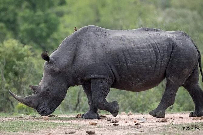 3-Day Tarangire NP, Manyara NP & Ngorongoro Crater - Should you book this 3-day Tarangire, Manyara, and Ngorongoro safari?