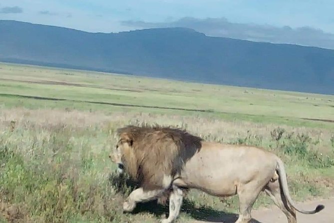 3-Day Tarangire NP, Manyara NP & Ngorongoro Crater - Lake Manyara Day 3: tree-climbing lions and lake birds before Arusha