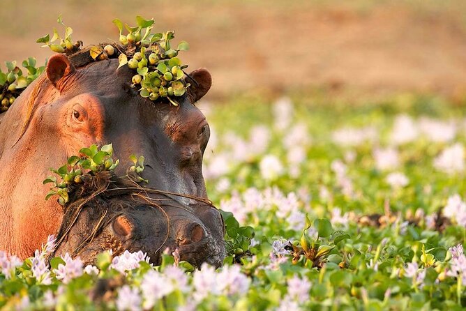 3-Day Taste of Tanzania Safari (Tarangire National park and Ngorongoro Crater) - The Karatu overnight: a breather between big wildlife days