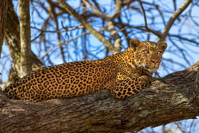 3-Day Taste of Tanzania Safari (Tarangire National park and Ngorongoro Crater) - The guide factor: why Olacx and Mr Ola keep coming up