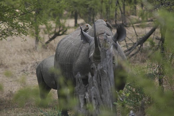 3-Day Taste of Tanzania Safari (Tarangire National park and Ngorongoro Crater) - Price and logistics: does $900 feel fair?