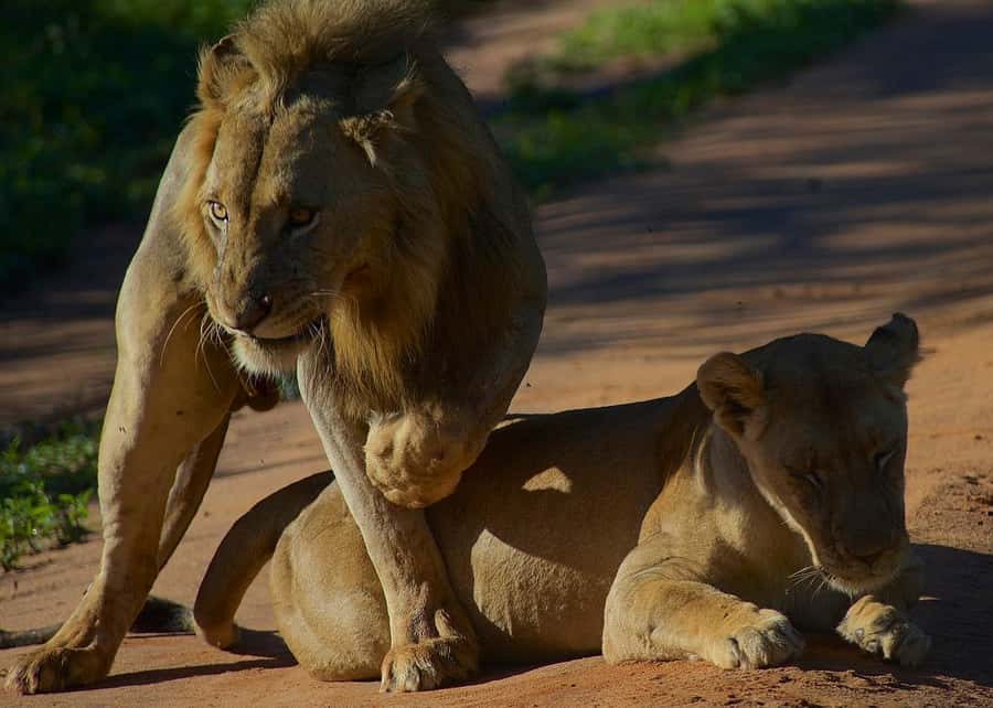 3-day unforgettable memories from Dar-es-Salaam to Mikumi NP - Key Things I’d Circle Before Booking